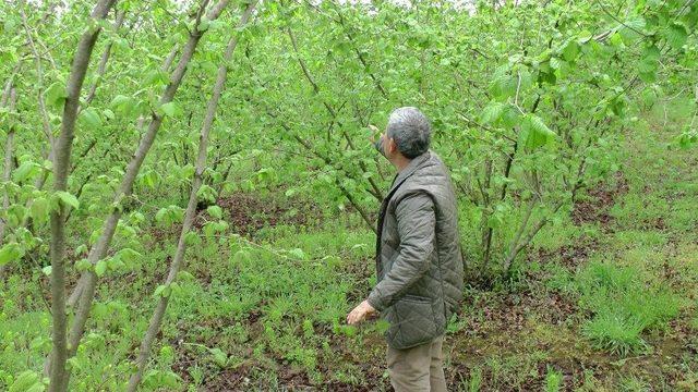 (özel Haber) Kar Yağdı, Fındık Üreticisini Korku Sardı