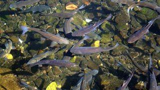 Bu Balıklar Çanakkale Gazisi