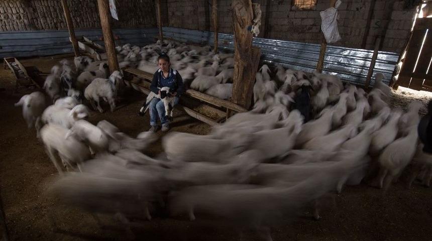 Sultan Sazlığı 10. Foto Safari Yarışması Tamamlandı