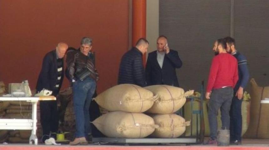 Tmo Giresun&rsquo;Da Fındık Alımlarına Başladı