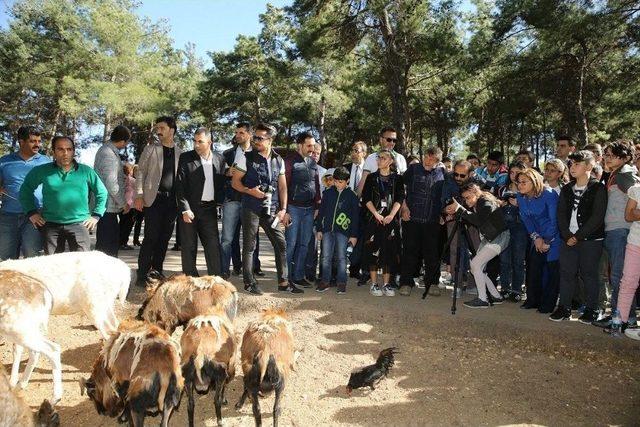 Gaziantep Hayvanat Bahçesi’ne Bir Günde 90 Bin Ziyaretçi