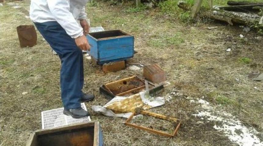 Ayılar Kovan Par&ccedil;alayıp Balları Yedi