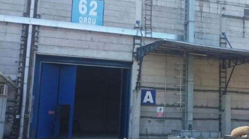 Tmo Fındık Alımına Başladı