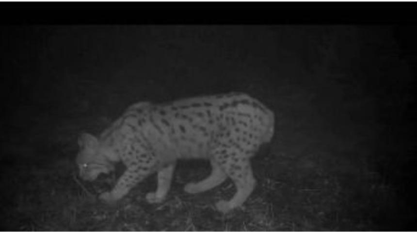 Ordu&rsquo;da Vaşak G&ouml;r&uuml;nt&uuml;lendi