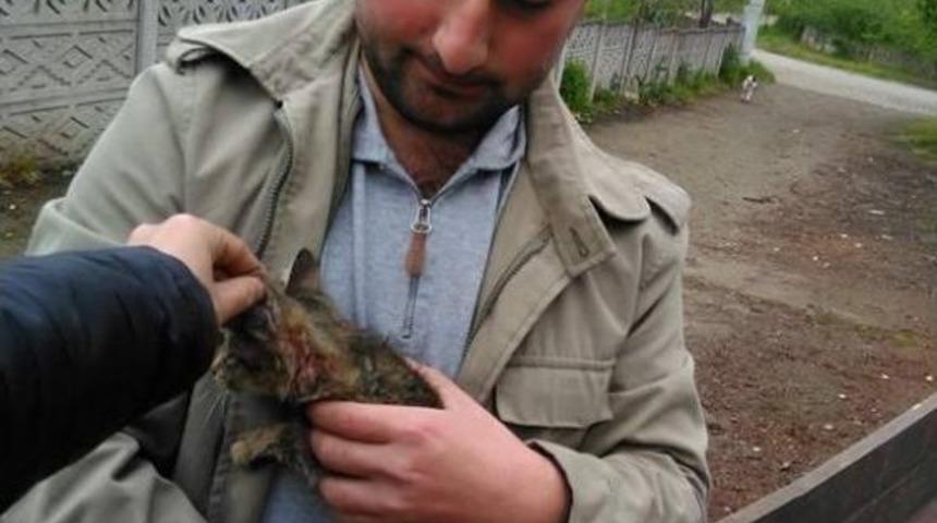 Pitbull Kediye Saldırdı