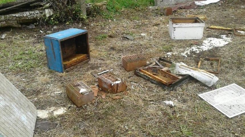 Sakarya&rsquo;da Ayılar Arı Kovanlarına Saldırdı