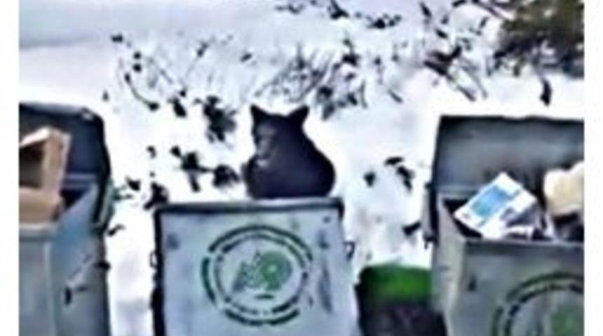 Uludağ’da Aç Kalan Ayı Çöpte Yiyecek Aradı