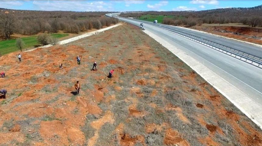 K&uuml;tahya Orman B&ouml;lge M&uuml;d&uuml;rl&uuml;ğ&uuml;n&uuml;n Yol G&uuml;zergahı Ağa&ccedil;landırma &Ccedil;alışmaları