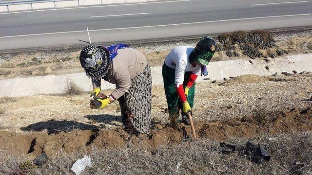 Kütahya Orman Bölge Müdürlüğünün Yol Güzergahı Ağaçlandırma Çalışmaları