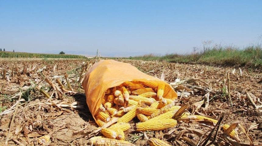 Mısır Ve Hububat Desteğinde Fark &Ouml;demesi Başvurusu İ&ccedil;in Son G&uuml;n 28 Nisan