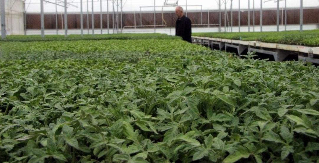 (&ouml;zel Haber) Domates Fiyatlarını Artıran Sebep Ortaya &Ccedil;ıktı