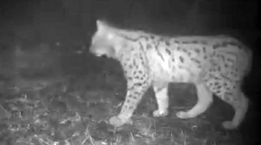 Ordu’Da Fotokapanla Vaşak Görüntülendi