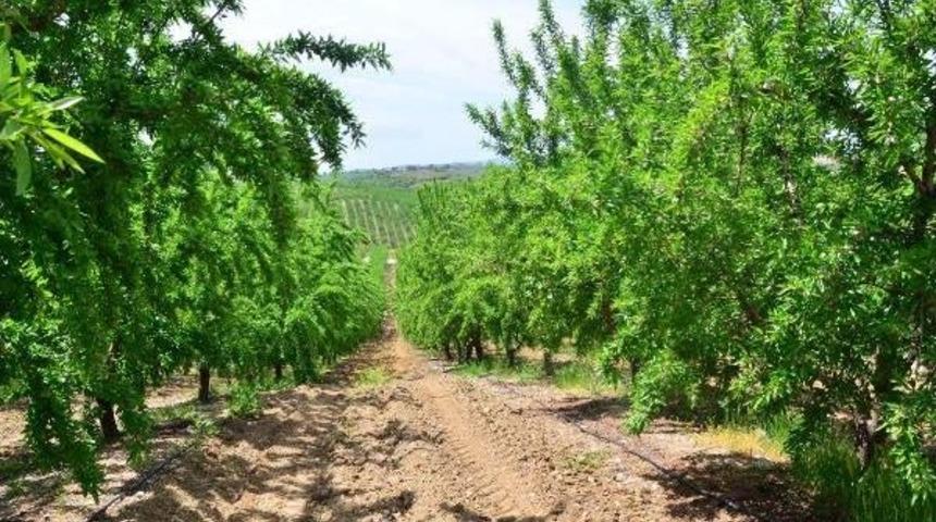Boş Palamut Arazileri Badem Bahçesi Oldu
