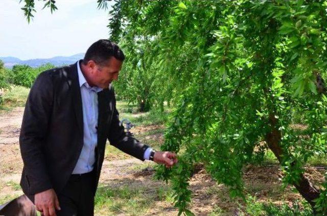 Boş Palamut Arazileri Badem Bahçesi Oldu