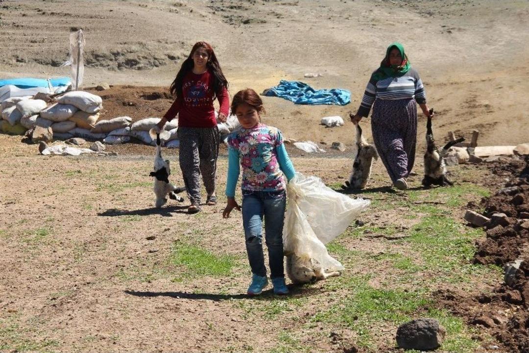 Kurt, 150 Hayvanı Telef Etti