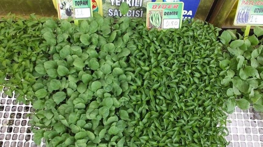 Burhaniye&rsquo;de Sebze Fidesi Satışına B&uuml;y&uuml;k Talep