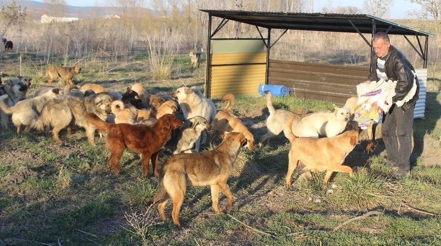 3 Bin Sokak K&ouml;peğine Bakıyor