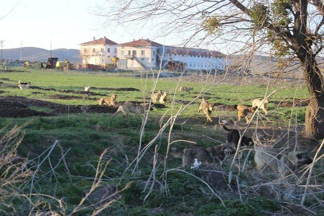 3 Bin Sokak Köpeğine Bakıyor