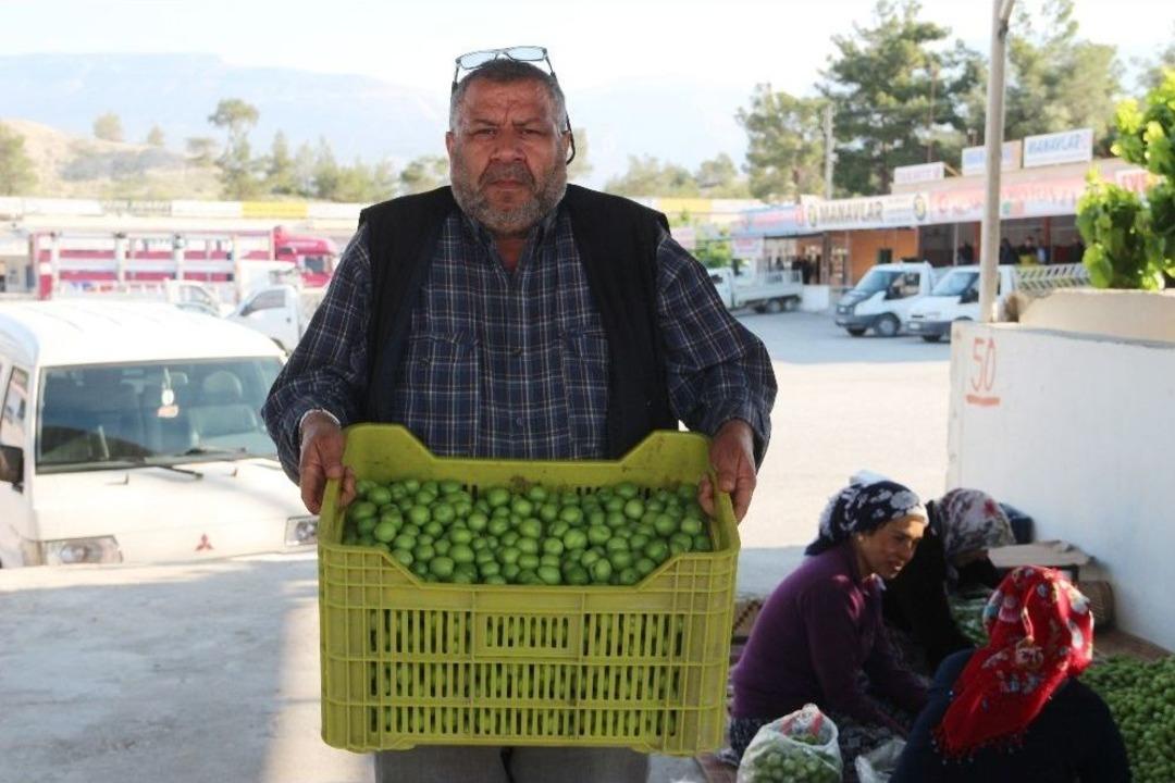 Erkenci Sofralık Kayısının Kilosu 15 Lira