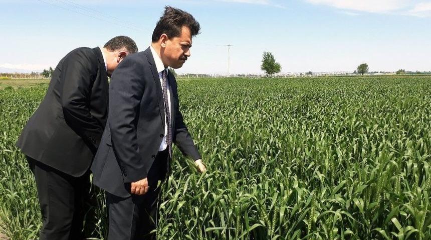 T&uuml;rkiye&rsquo;nin En B&uuml;y&uuml;k Tarım Cezaevinde İlk Başaklar Boy Verdi