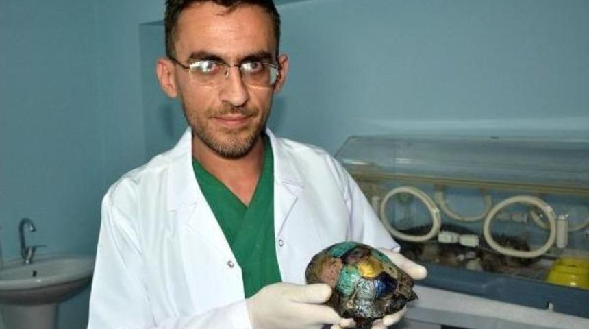 Yere Atılarak Kabuğu Kırılan Kaplumbağaya Tedavi