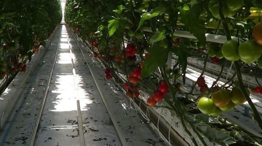 (&ouml;zel Haber) Domates Fiyatlarında Yaşanan Fiyat Artışı