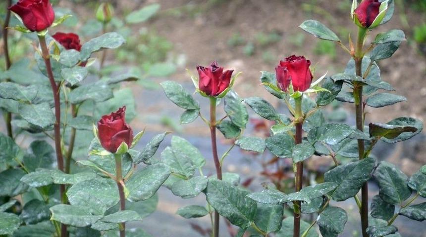 Kesme &Ccedil;i&ccedil;ekler &lsquo;anneler&rsquo; İ&ccedil;in Kesiliyor