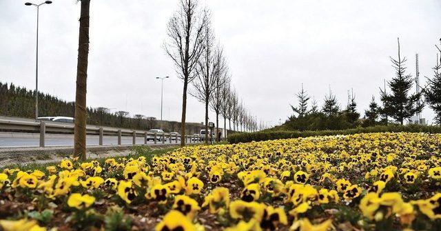 Büyükşehir Belediyesi, Ankara’yı 10 Milyon Çiçekle Donatıyor
