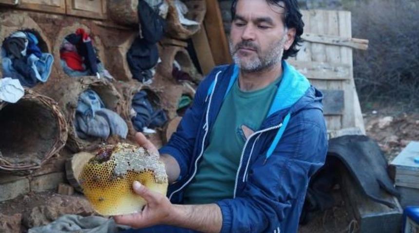 Bozkır'da Kovanlara Ayı Saldırısı