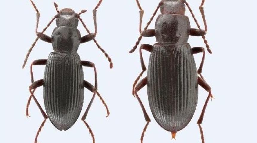 Ege &Uuml;niversitesi'nin Adı Keşfedilen B&ouml;cek T&uuml;r&uuml;ne Verildi