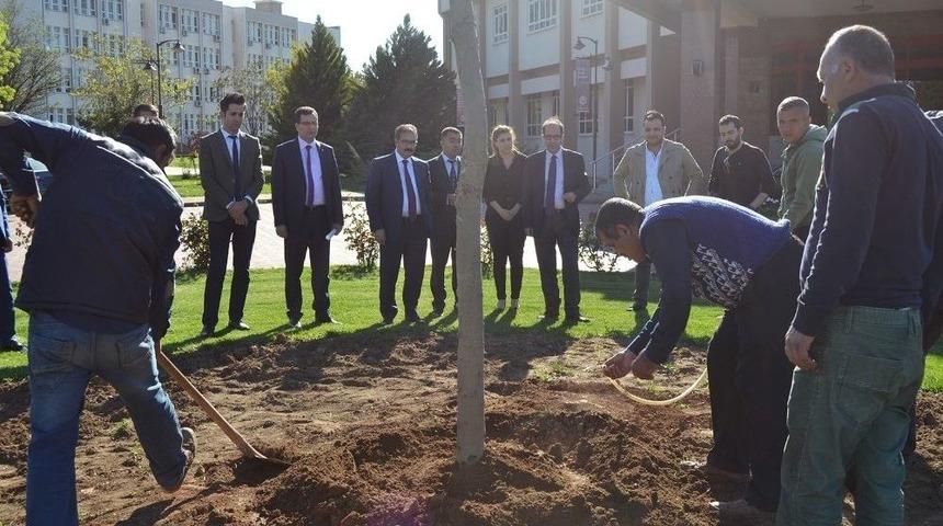 Gaün 500 Çınar Fidanı