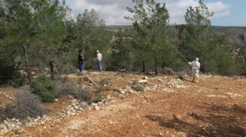 Mersin&rsquo;de Orman Zararlılarıyla Biyolojik M&uuml;cadele S&uuml;r&uuml;yor