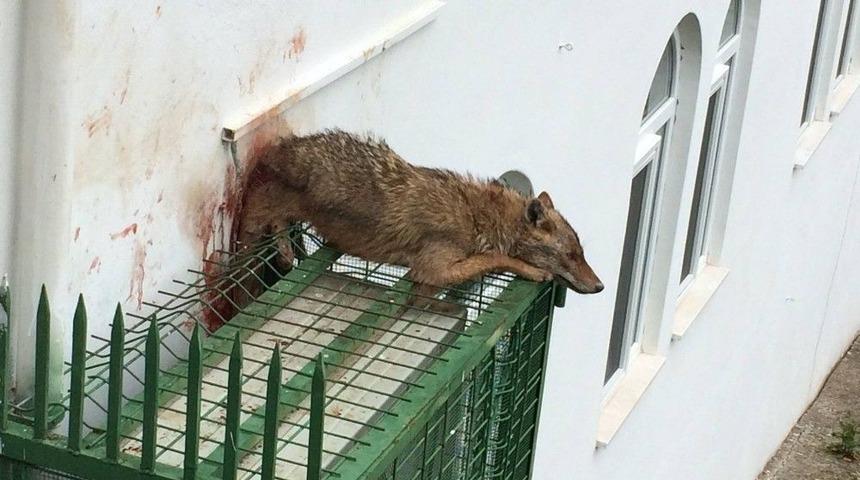 K&ouml;peklerden Ka&ccedil;an &Ccedil;akal Cami Klimasının Korkuluğuna Sıkıştı