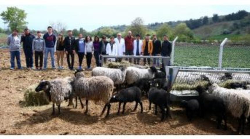 Kuzu Makinesi Romanov Koyunlarına Üniversitelerden Büyük İlgi