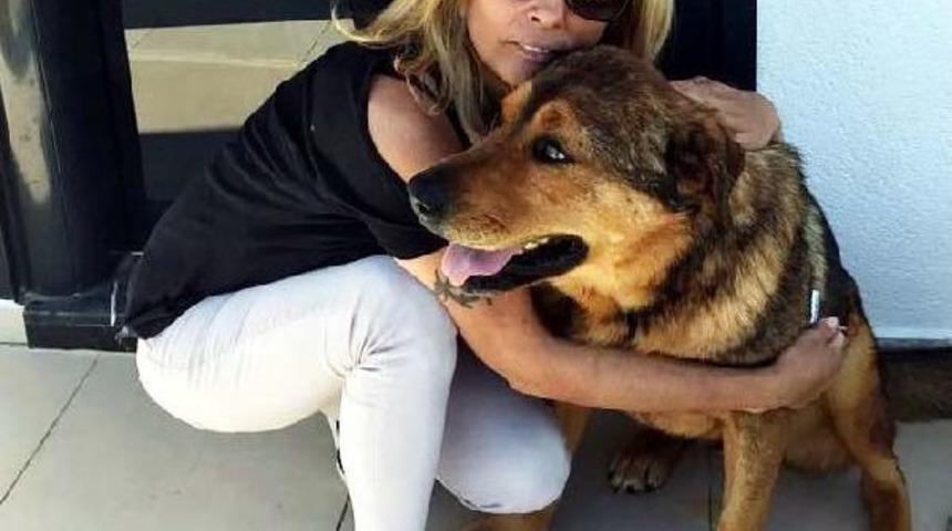 Bodrum'da Hayvanseverlerin Tepkisi &Ccedil;eken Olay