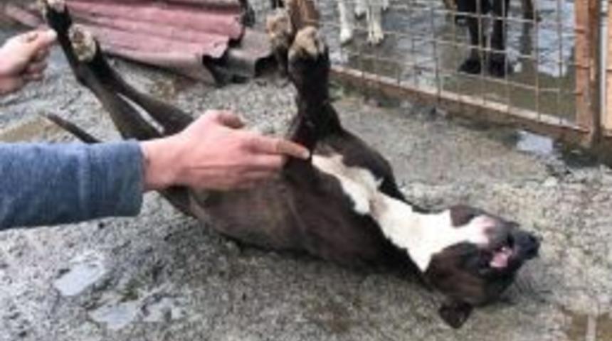 Köpek Barınağına Konulan Pitbull Ölü Bulundu