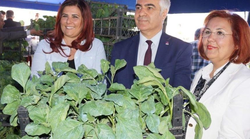 Aydın&rsquo;da 70 Bin Adet Yerli Tohum Fide Dağıtımı Yapıldı