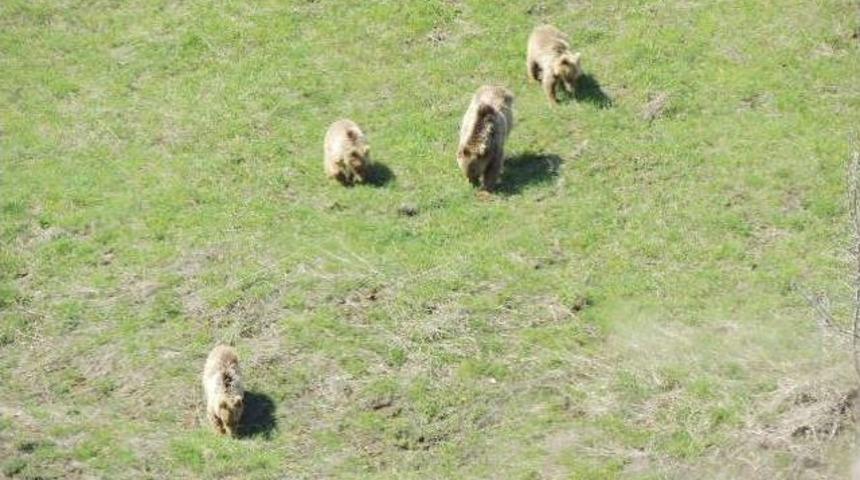 Beslenmeye İnen Anne Ayı Ve Yavruları G&ouml;r&uuml;nt&uuml;lendi