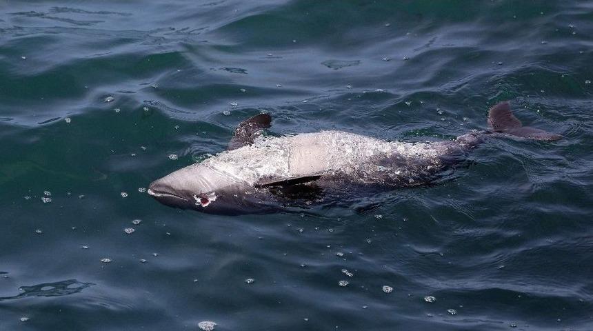 Profes&ouml;r, Yunusları Vurduğu İddia Edilen Balık&ccedil;ıları Fotoğraflayıp İhbar Etti