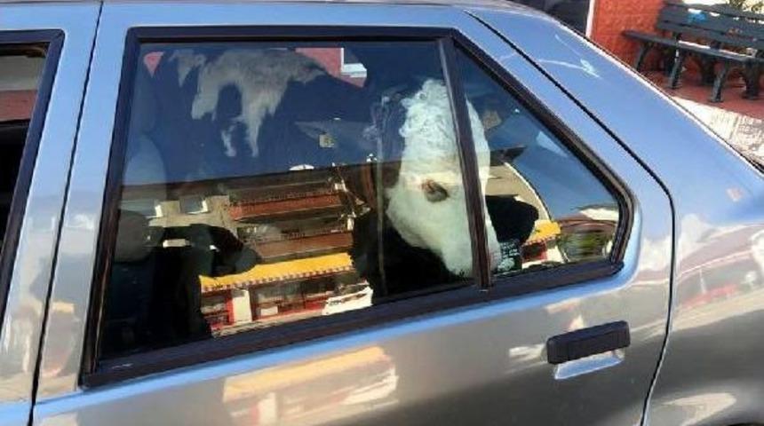 Buzağıyı Otomobilin Arka Koltuğunda Veterinere G&ouml;t&uuml;rd&uuml;