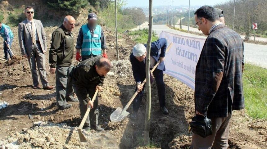 Yalova&rsquo;da H&uuml;k&uuml;ml&uuml;ler Bin 260 Fidan Dikti