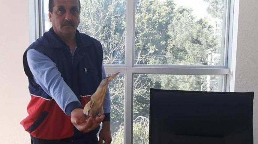 Kapısının &Ouml;n&uuml;nde Yaralı Balaban Kuşu Buldu