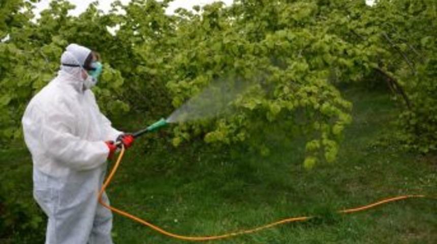 Fındıkta K&uuml;llenme Hastalığına Karşı İla&ccedil;lı M&uuml;cadele Başladı