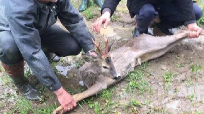 Sulama Kanalına D&uuml;şen Karaca Kurtarıldı