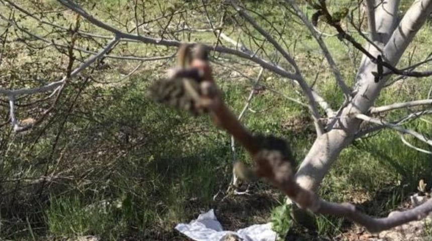 &Ccedil;ameli&rsquo;de Don Ceviz Ağa&ccedil;larını Olumsuz Etkiledi