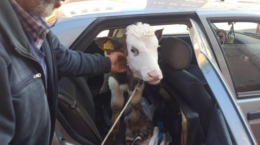 Rahatsızlanan Buzağıyı Veterinere Otomobilinin Arka Koltuğunda G&ouml;t&uuml;rd&uuml;