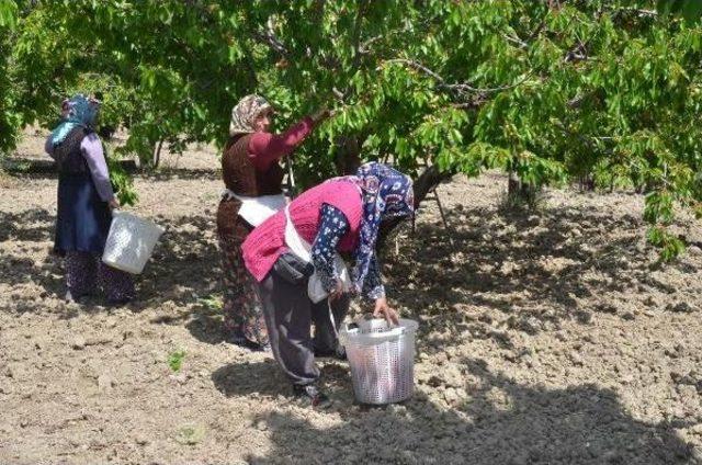 Manisa'da Kiraz Bereketi