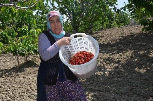 Manisa'da Kiraz Bereketi