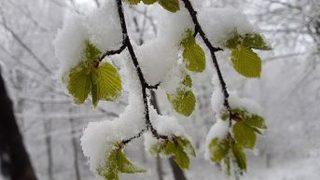 Fındıkta Zirai Don Tehlikesi