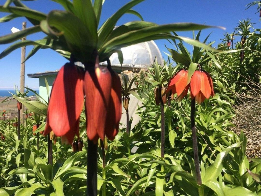 Van&rsquo;da H&uuml;z&uuml;n &Ccedil;i&ccedil;ekleri A&ccedil;tı